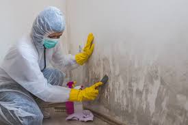 Why You Should Choose Our Mold Remediation Services in Stone Park, IL